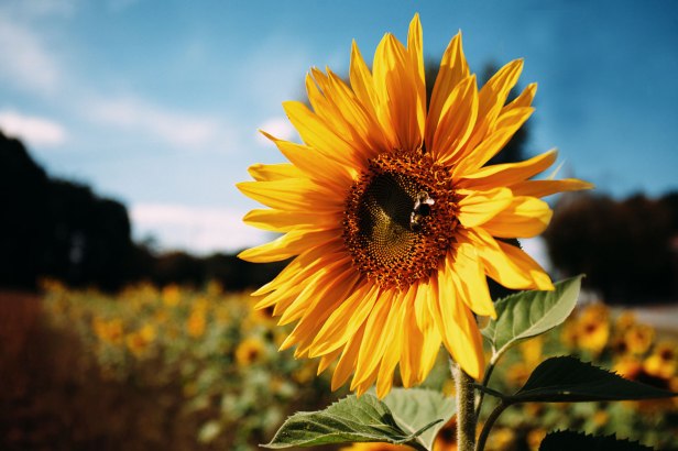 24_70_f4_review_3_small