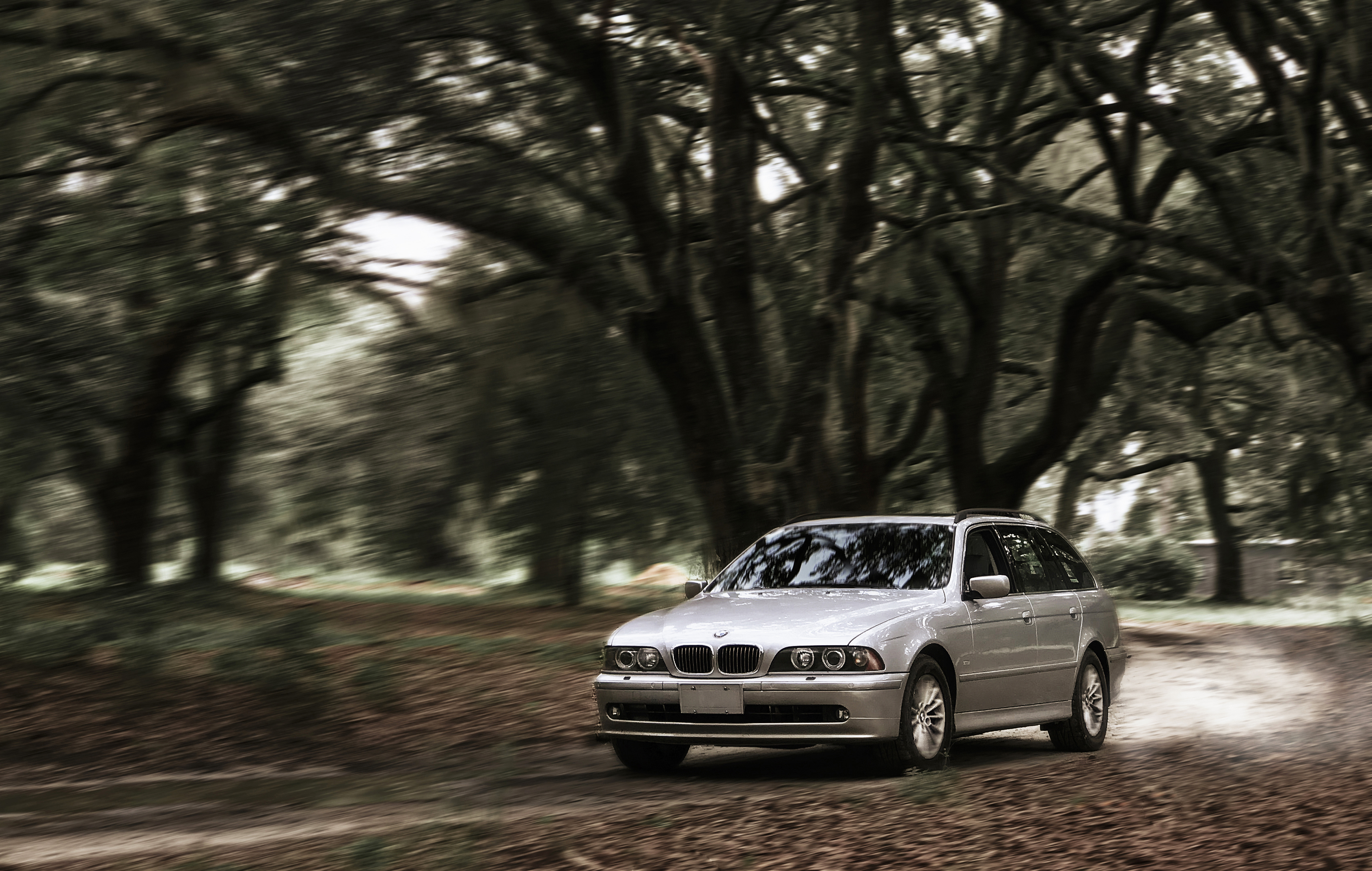 540IT_oaktrees_cropped